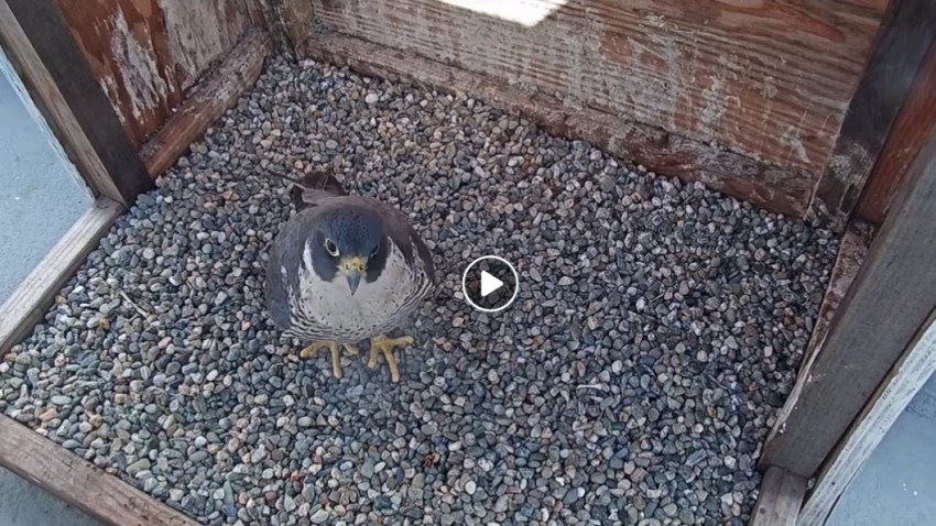 0313-2019-Falcon