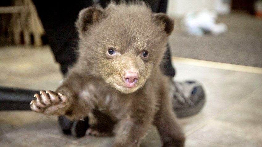 04-18-2014-baby-bear