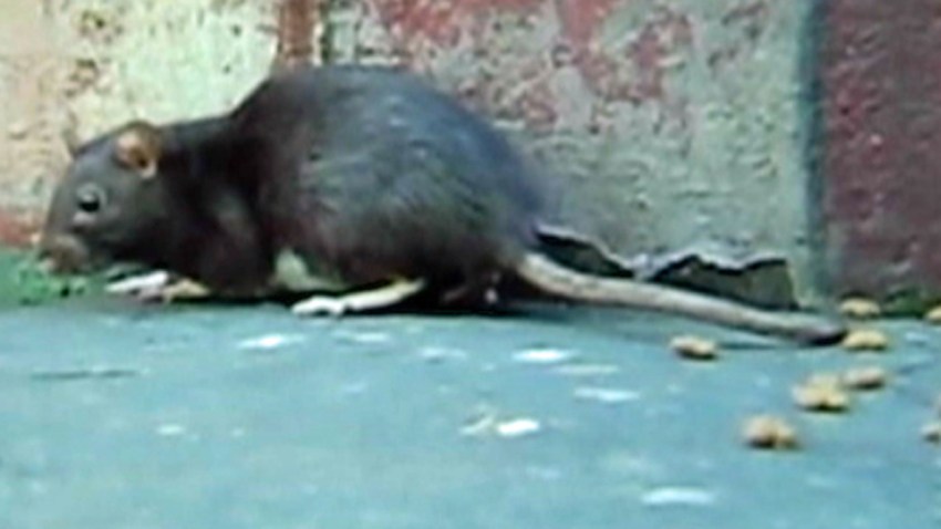 05-30-2014-rat-th