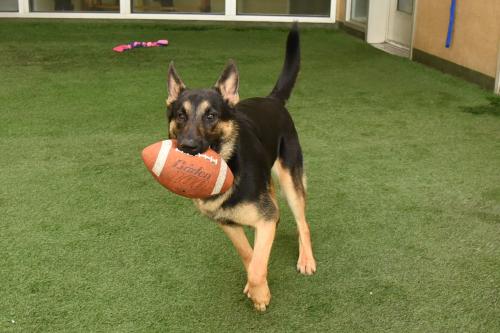 0507 Baron dog