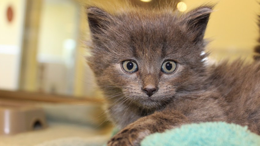 0510PHS Kitten 3