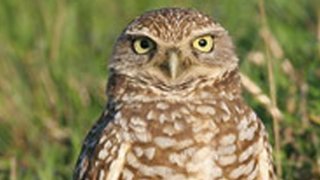 A picture of a burrowing owl from June 2014.