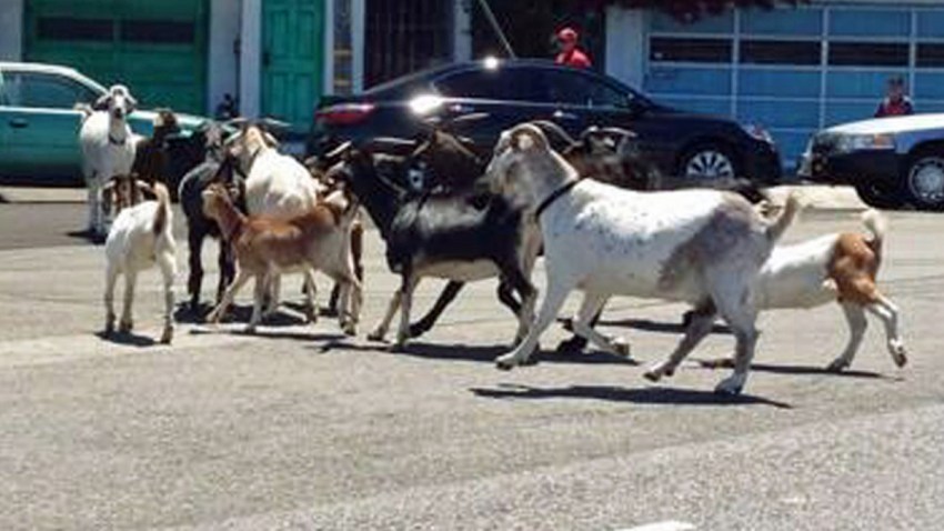 06-27-2014-goats-th