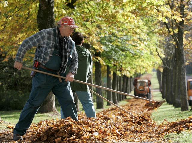 Raking leaves