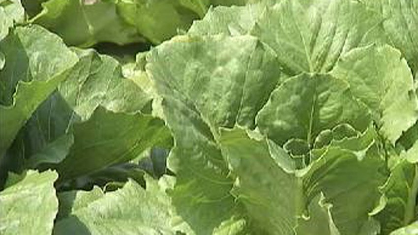 072614lettuce