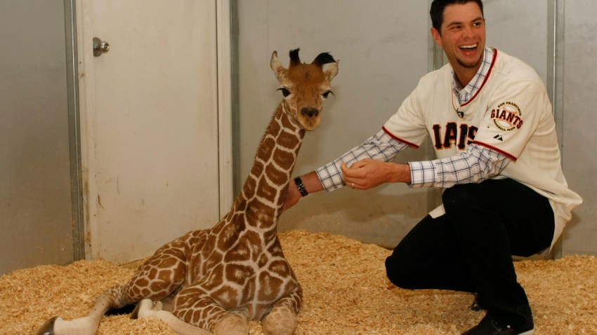 Brandon Belt and Brandon Belt