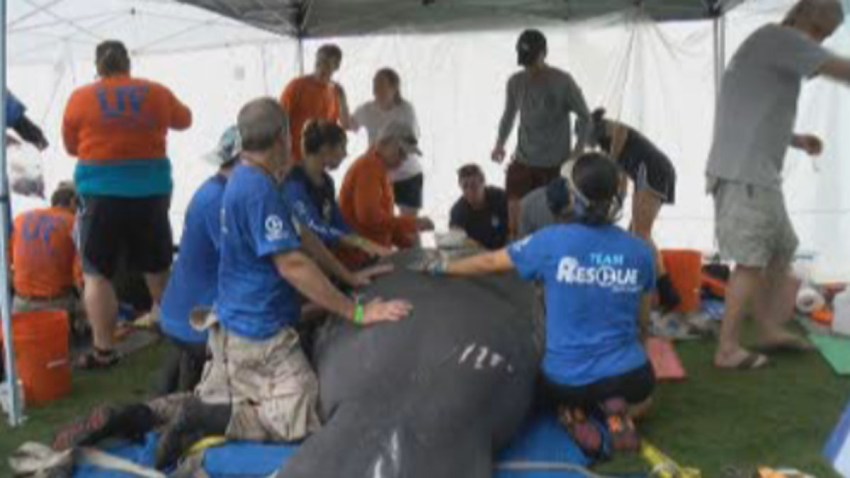 091516 manatee rescue citrus county