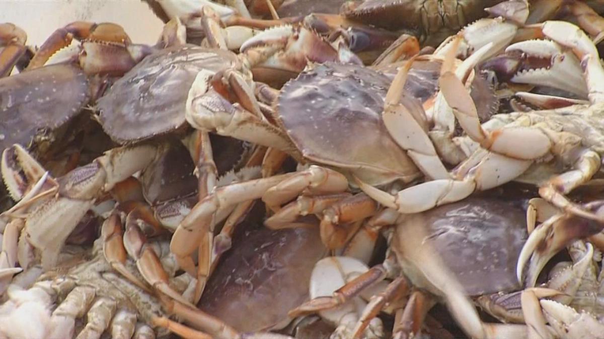 no-guts-no-worries-crab-meat-safe-but-health-officials-urge-people