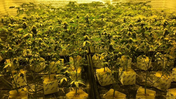 1122-PotPlants