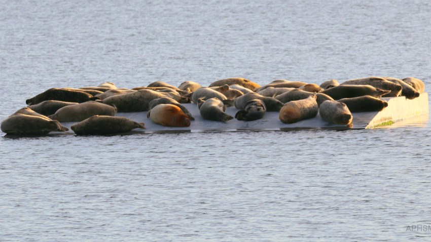 12-21-16-harbor-seals-alameda