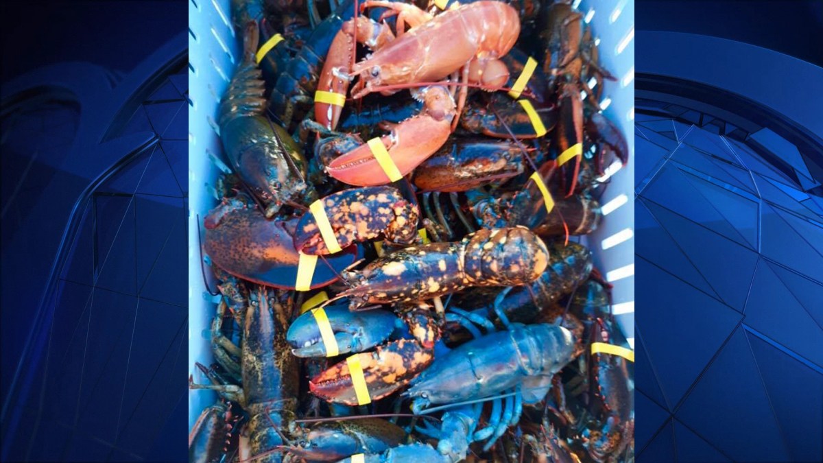 Maine Fisherman’s Haul Includes 3 Colorful Lobsters NBC Bay Area