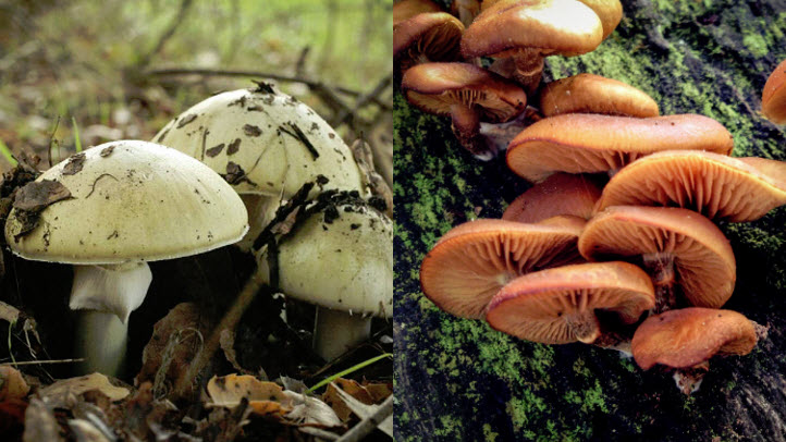 1229-2017-Mushrooms