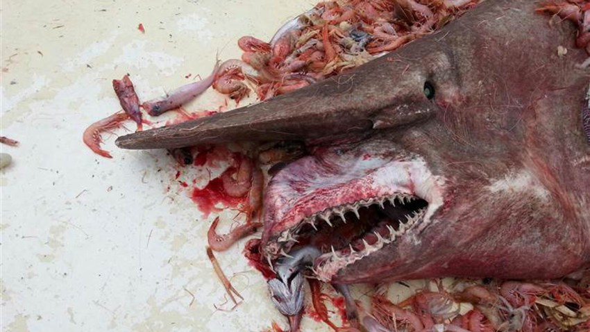 140503-shark-mn-1206_a07a748aed2ffd7bb659d60f9754be55.nbcnews-ux-760-600