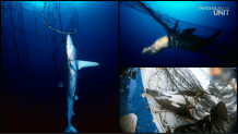 VICTORY: U.S. phases out destructive and deadly drift gillnets for