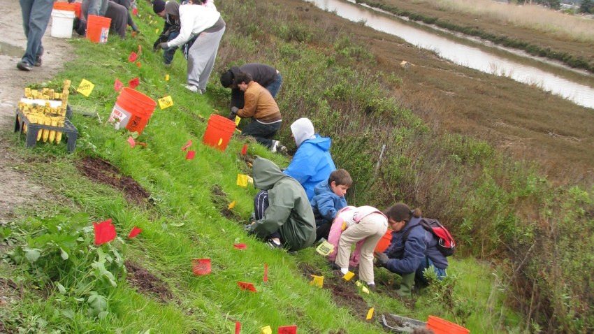 20110301_SFQ_Planting_09