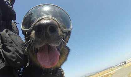 2015-06-11-coast-guard-dog-thumb