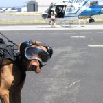 2015-06-11-coast-guard-dog