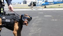 2015-06-11-coast-guard-dog
