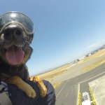 2015-06-11-coast-guard-dog2