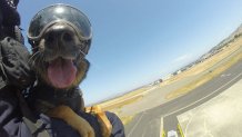 2015-06-11-coast-guard-dog2