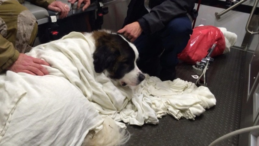 20160122 St Bernard