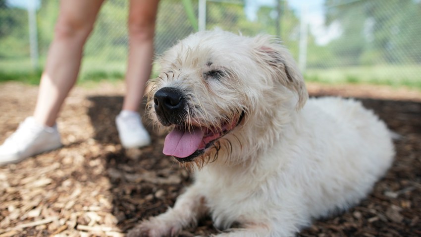 Clear the Shelters