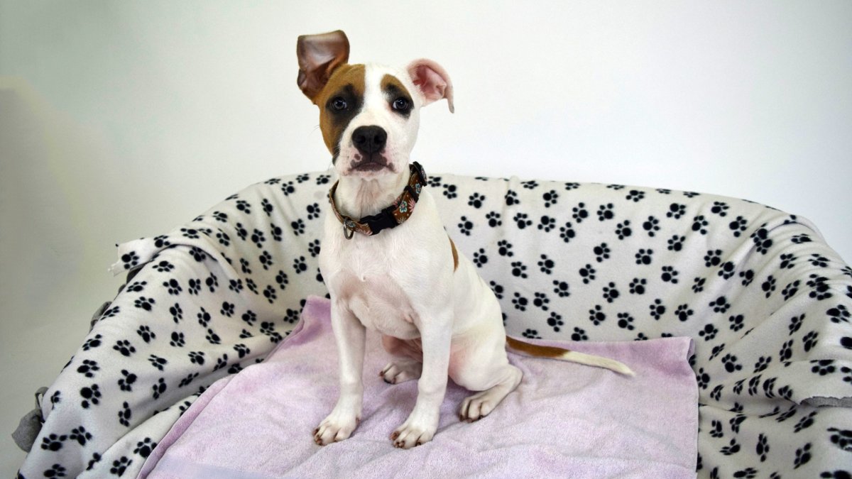 Berkeley Pet Adoptions NBC Bay Area