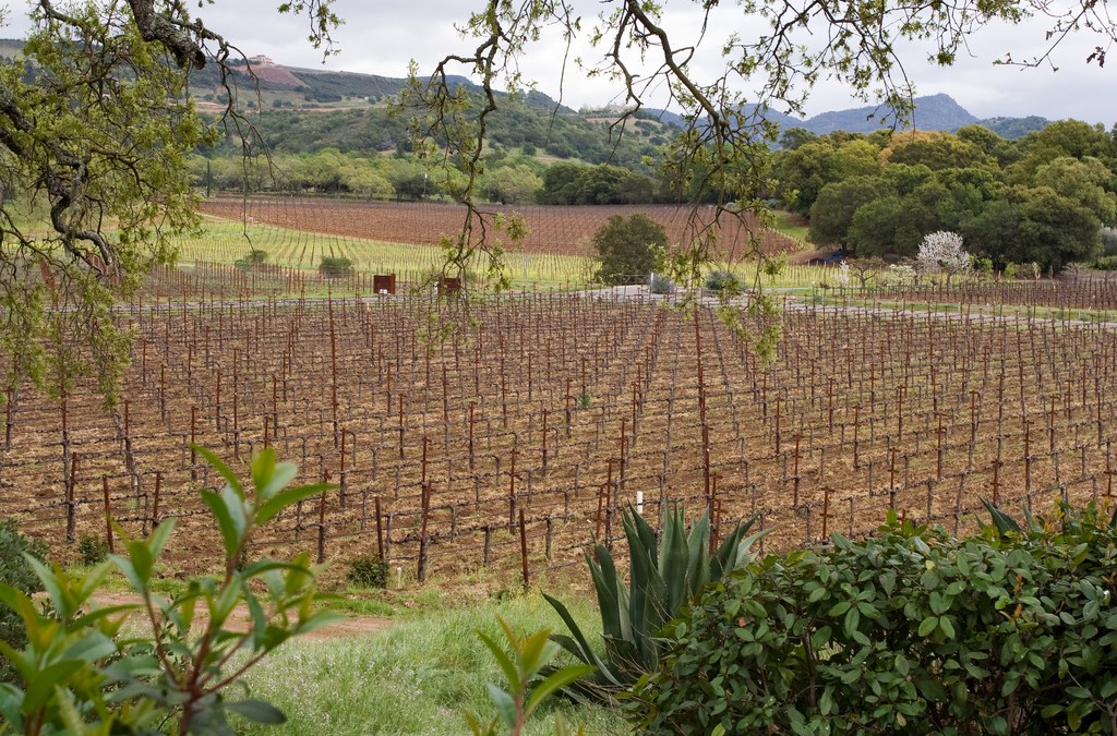 Gavin Newsom Gets Wine Right at Least NBC Bay Area