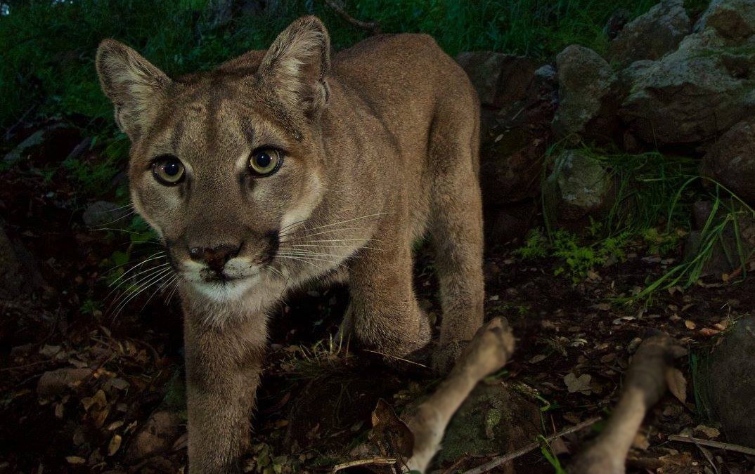 mountain-lion-sighting-rattles-nerves-in-contra-costa-county-nbc-bay-area