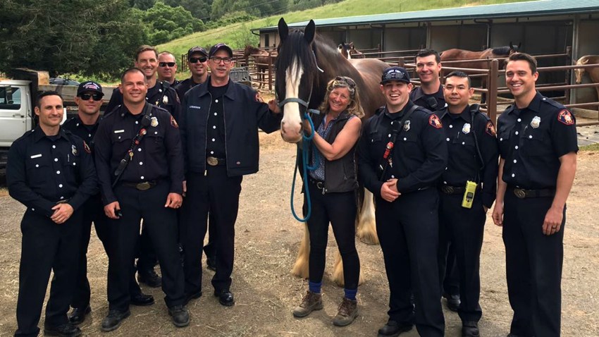 4-22-17_Horse_Reunited_Castro_Valley