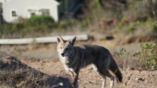 Coyote