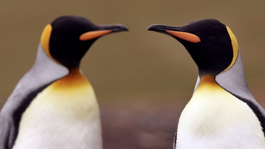 King penguins