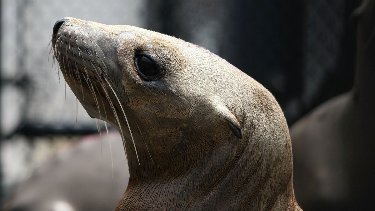 Connecting a virus to cancer – in sea lions