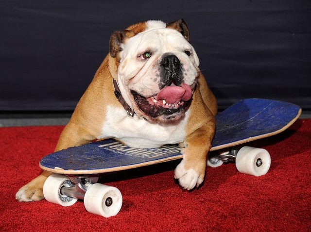 Meet Tillman the Skateboarding Dog – NBC Bay Area