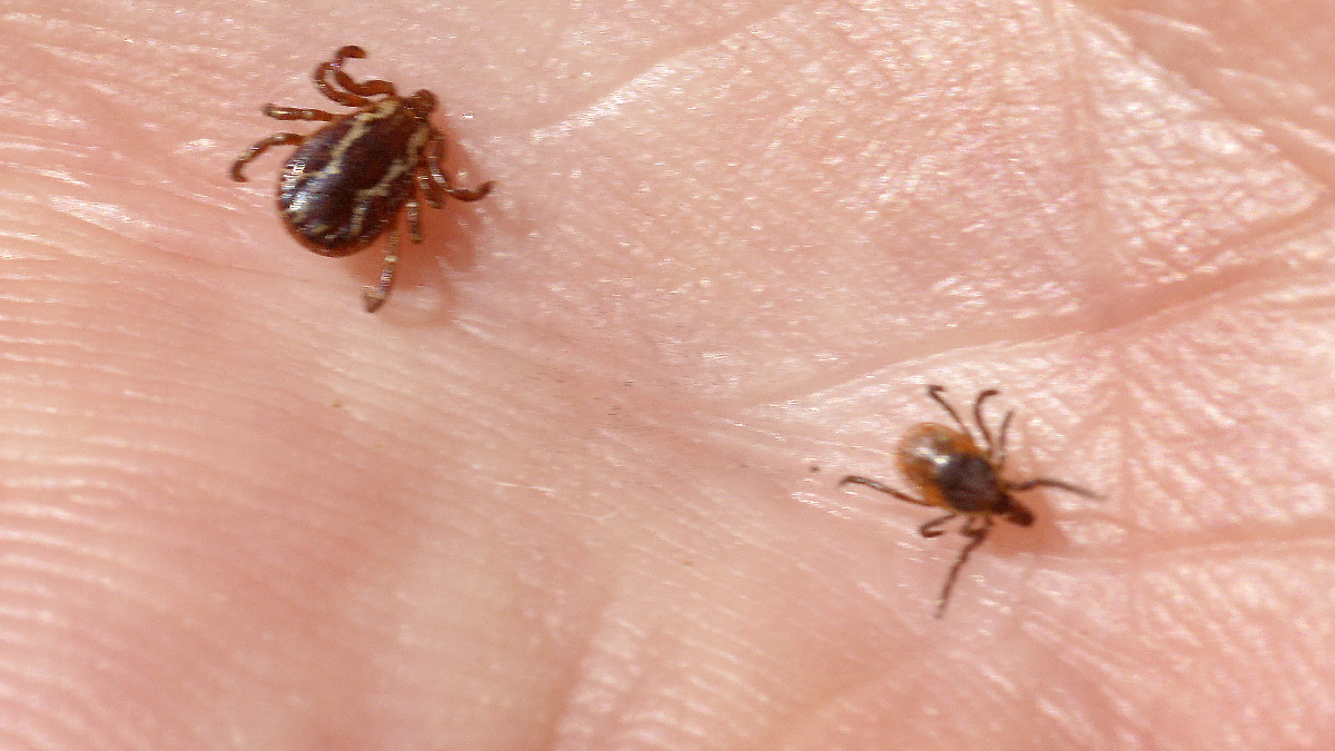 Record Number Of Tick Borne Diseases Reported In 2017 CDC NBC Bay Area