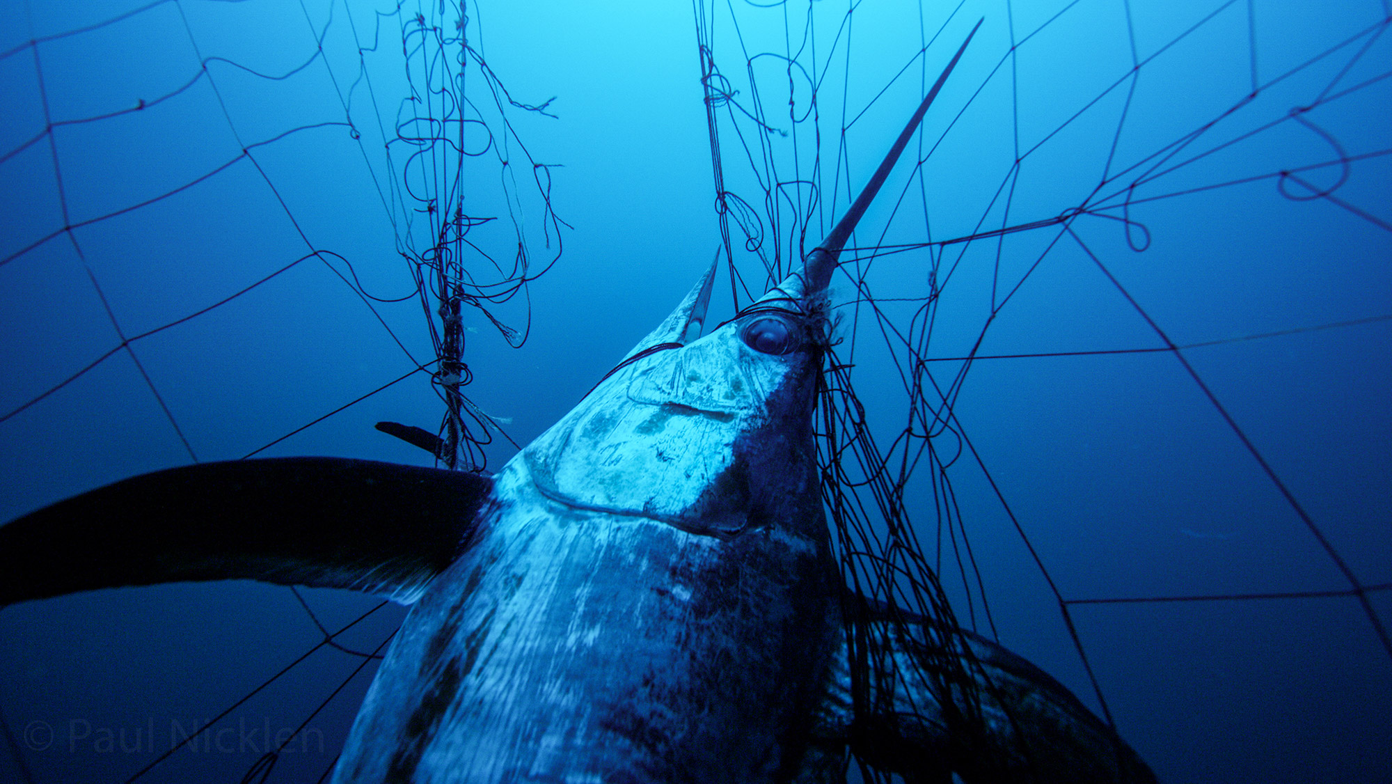 California Moves to Ban Mile-Long Fishing Nets Blamed For Killing Whales,  Sharks, Dolphins, and Other Sea Life – NBC Bay Area