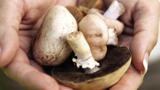 Travel-Mushrooms and Mercedes
