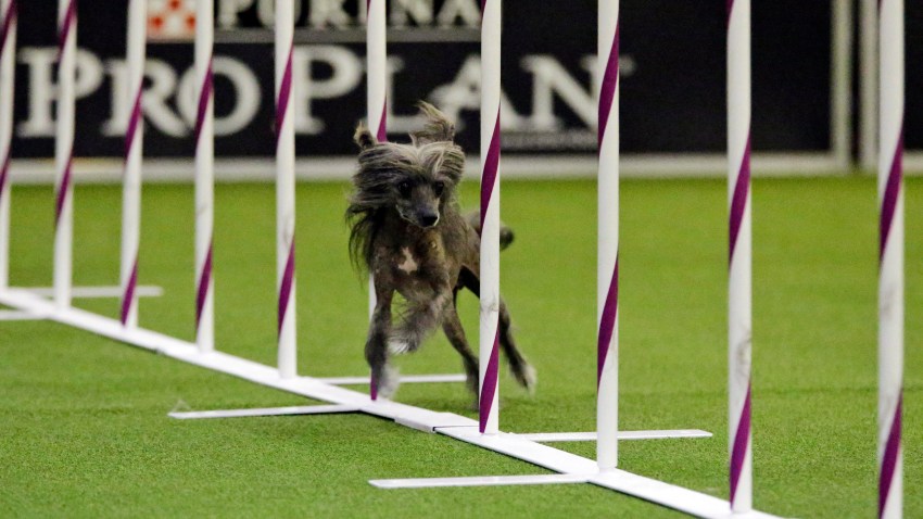 Dog Show Agility