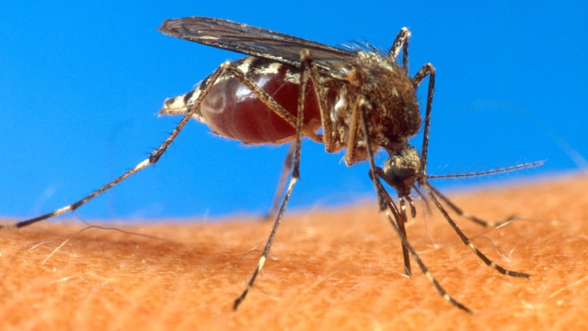 Caribbean Virus Outbreak
