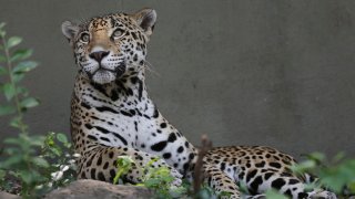 Alabama Jaguar