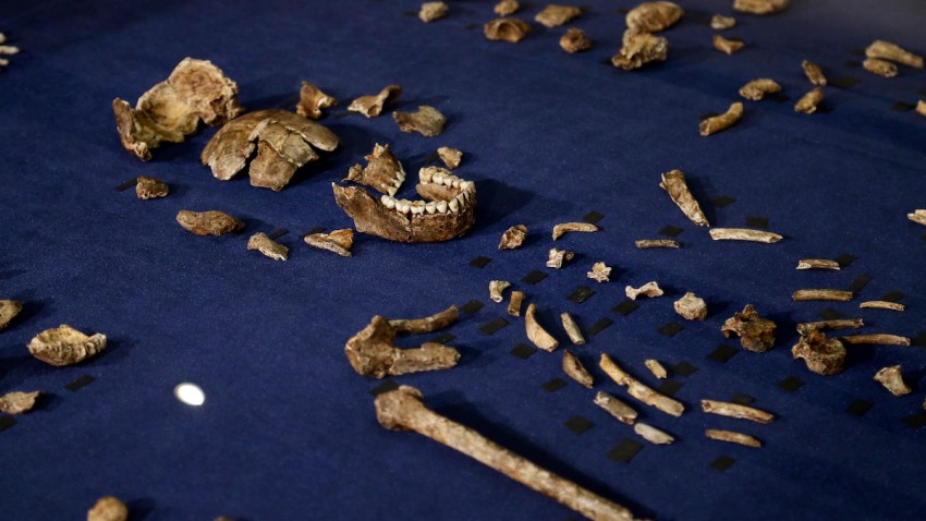 South Africa Human Ancestor
