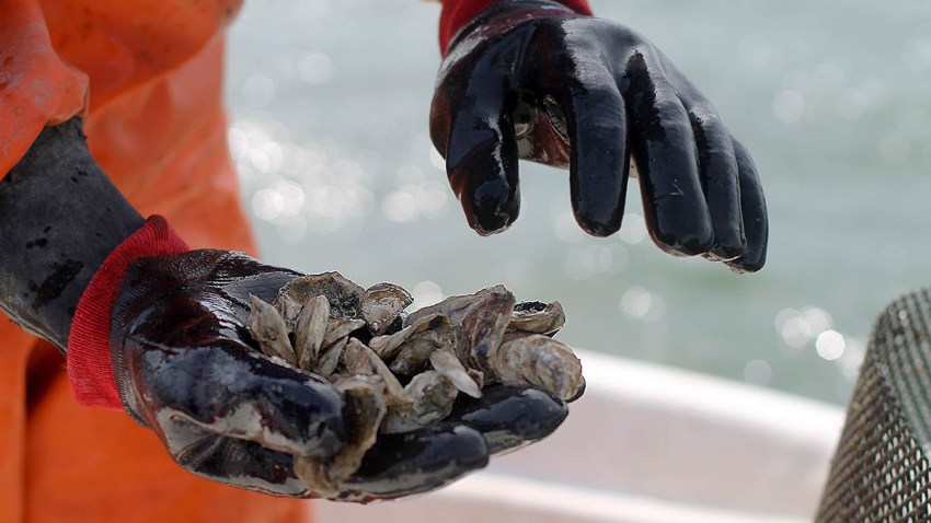 Monitoring Oysters