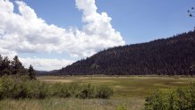 Sierra Mountain Meadow