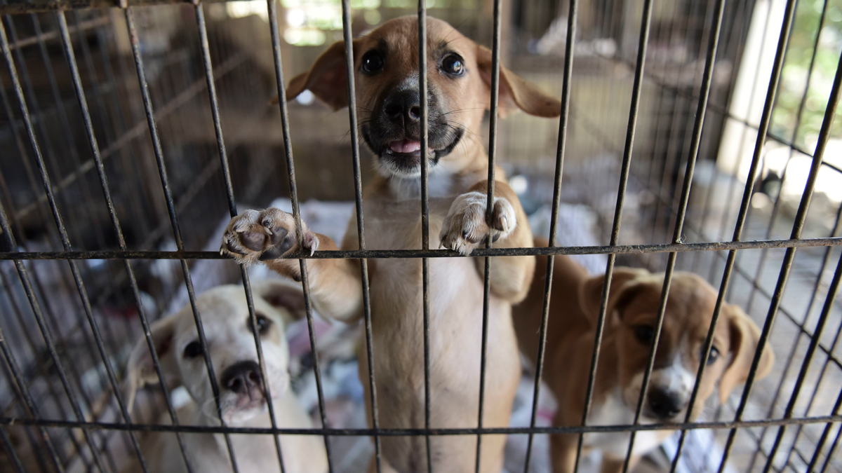 In Photos: Hundreds of Abandoned Animals Saved From Euthanasia at ...