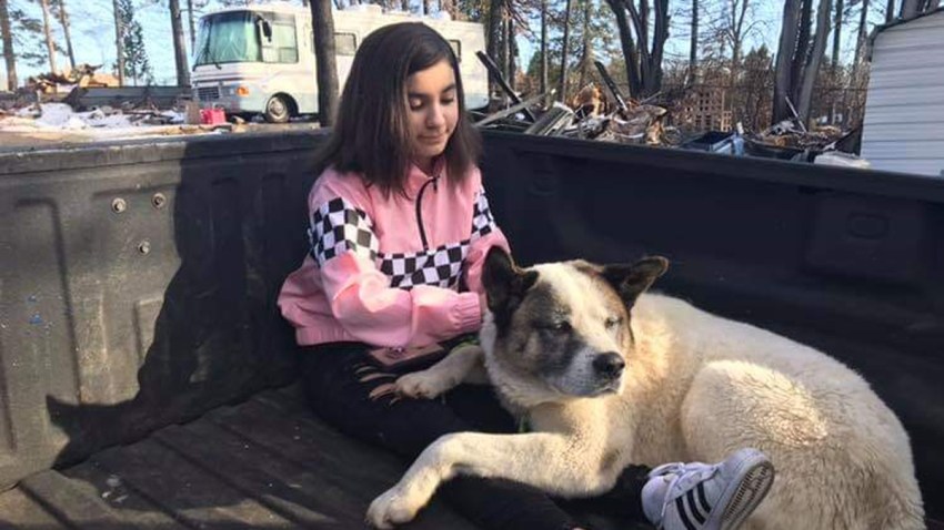 California Wildfire Dog Reunited