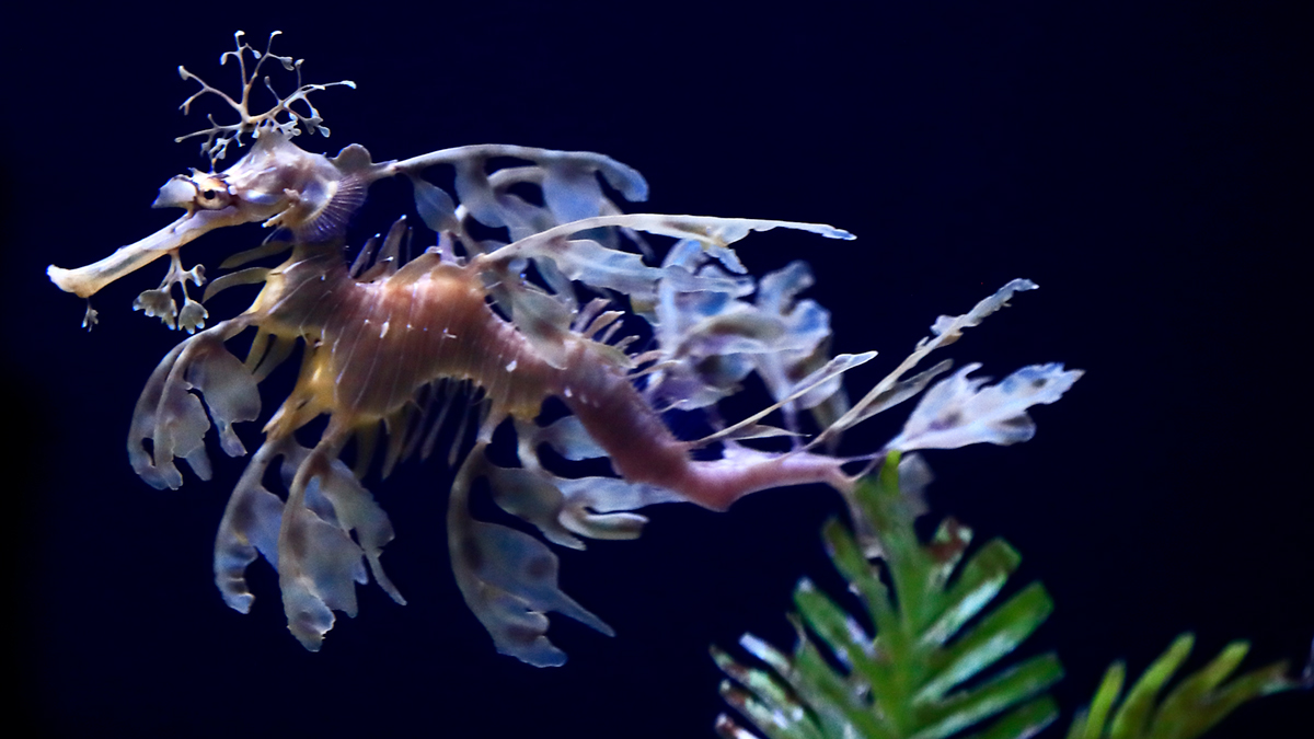 Sea Dragons Captivate Visitors At Birch Aquarium – NBC Bay Area