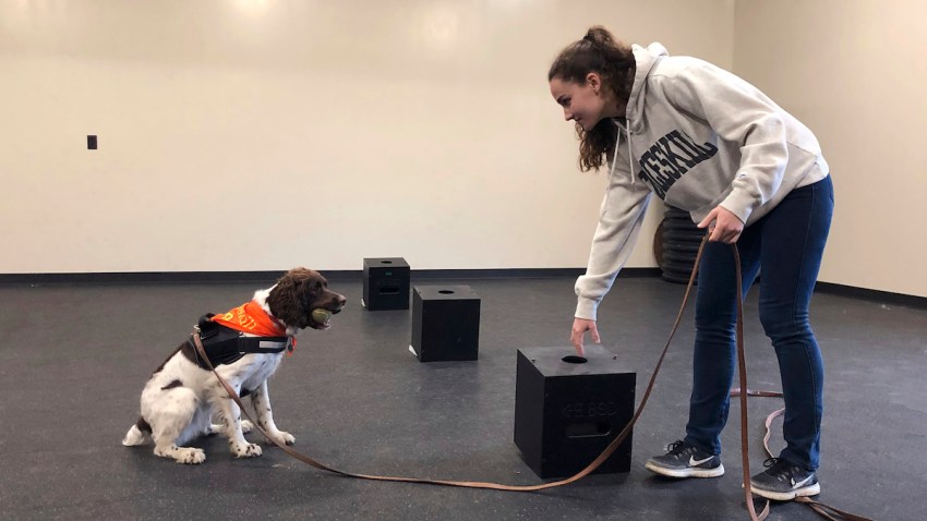 College Dog Degree