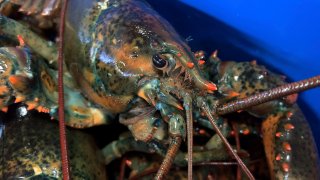 a lobster sits atop others at The Lobster Co., in Arundel, Maine