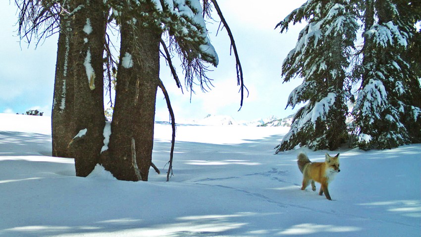 Sierra Nevada Red Fox