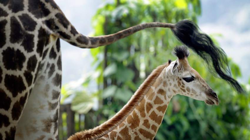 Singapore Zoo Giraffe Baby